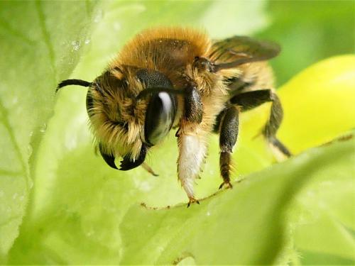 Réf. 283 189 : Megachile willughbiella